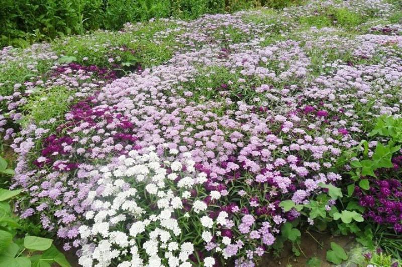 蜂室花种子公园道路绿化护坡四季开花花卉种籽子