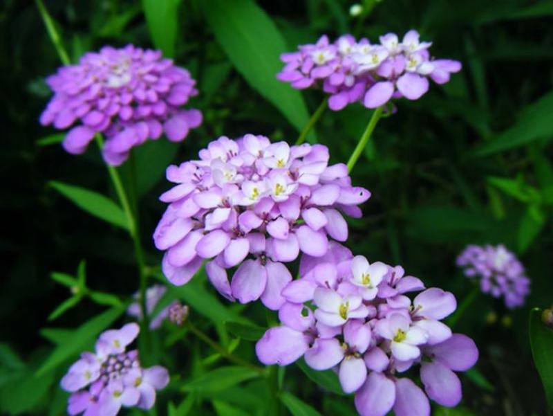 蜂室花种子公园道路绿化护坡四季开花花卉种籽子