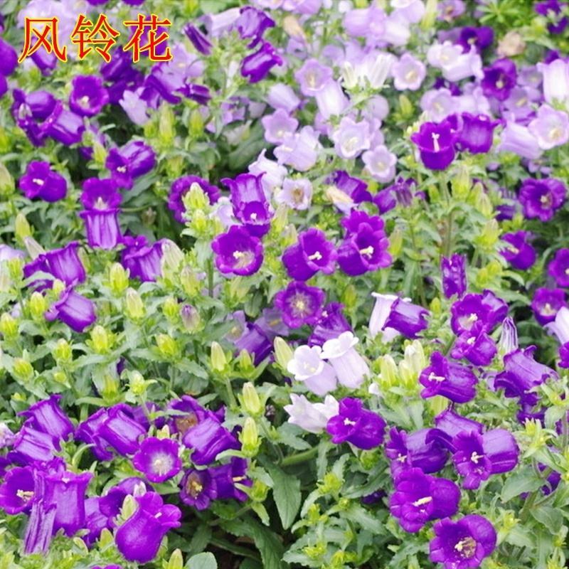 丹麦风铃草花种子重瓣紫斑宿根意大利风铃花蓝色花卉种籽子