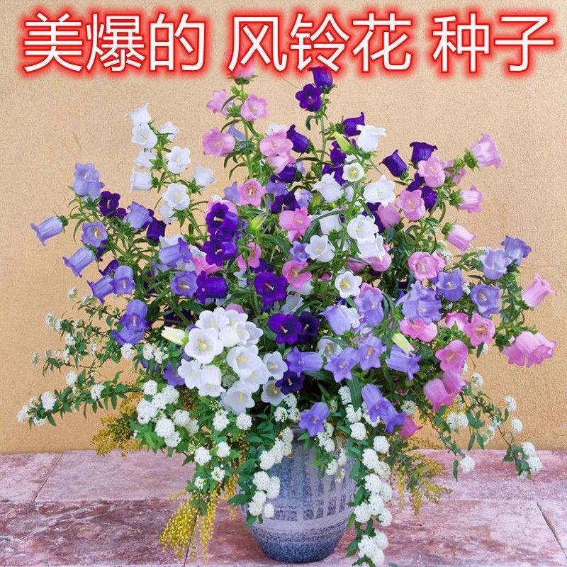丹麦风铃草花种子重瓣紫斑宿根意大利风铃花蓝色花卉种籽子
