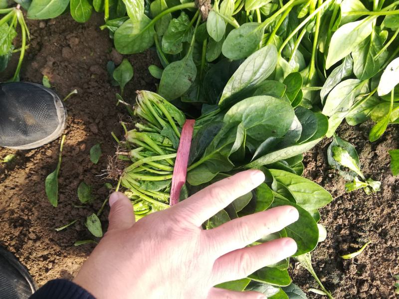 泰安岱岳区范镇菠菜上市