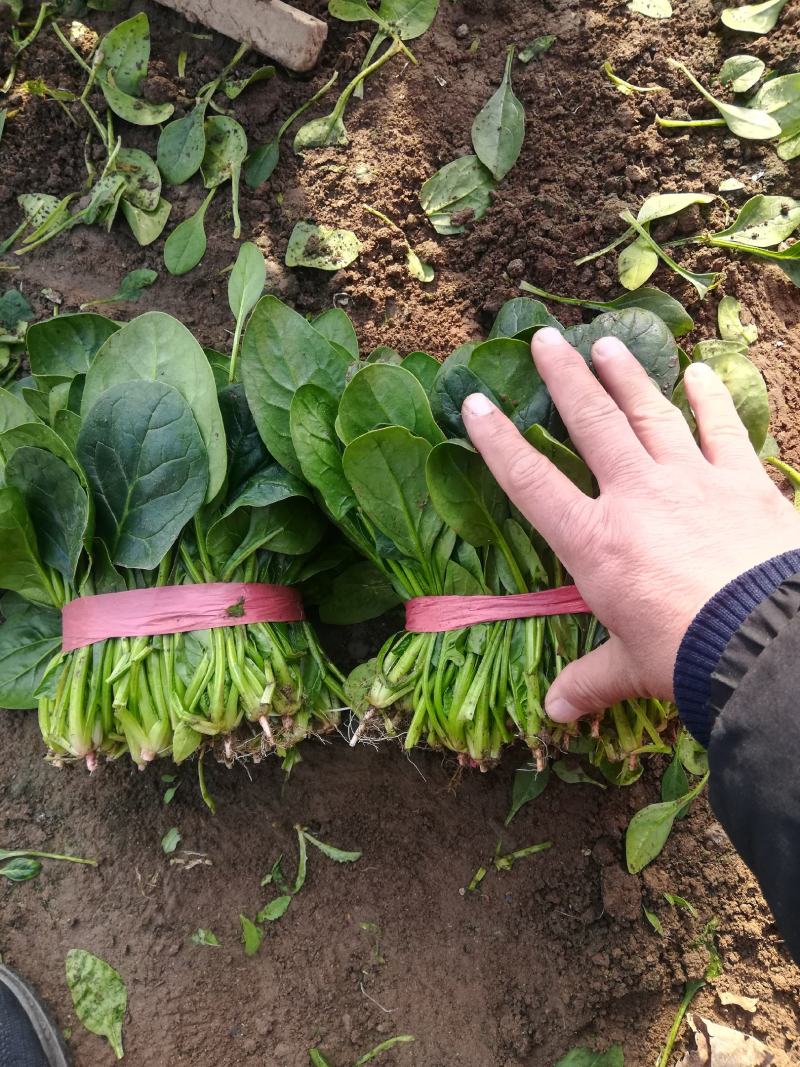 泰安岱岳区范镇菠菜上市