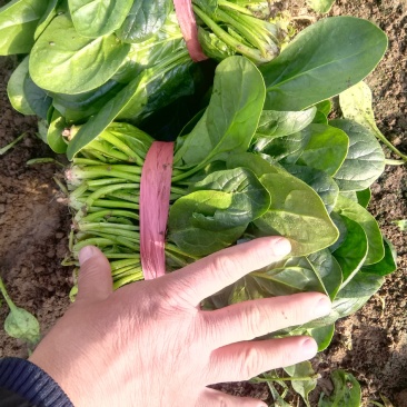 泰安岱岳区范镇菠菜上市