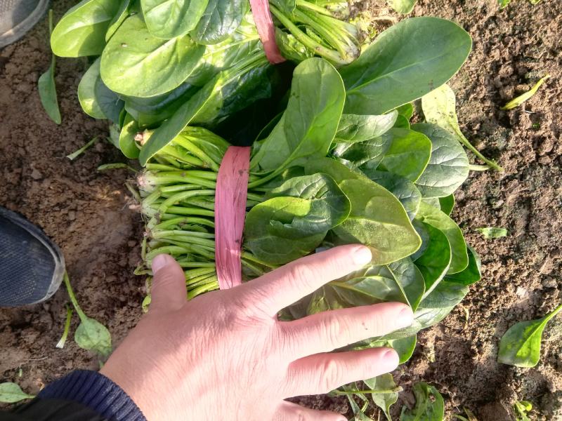泰安岱岳区范镇菠菜上市