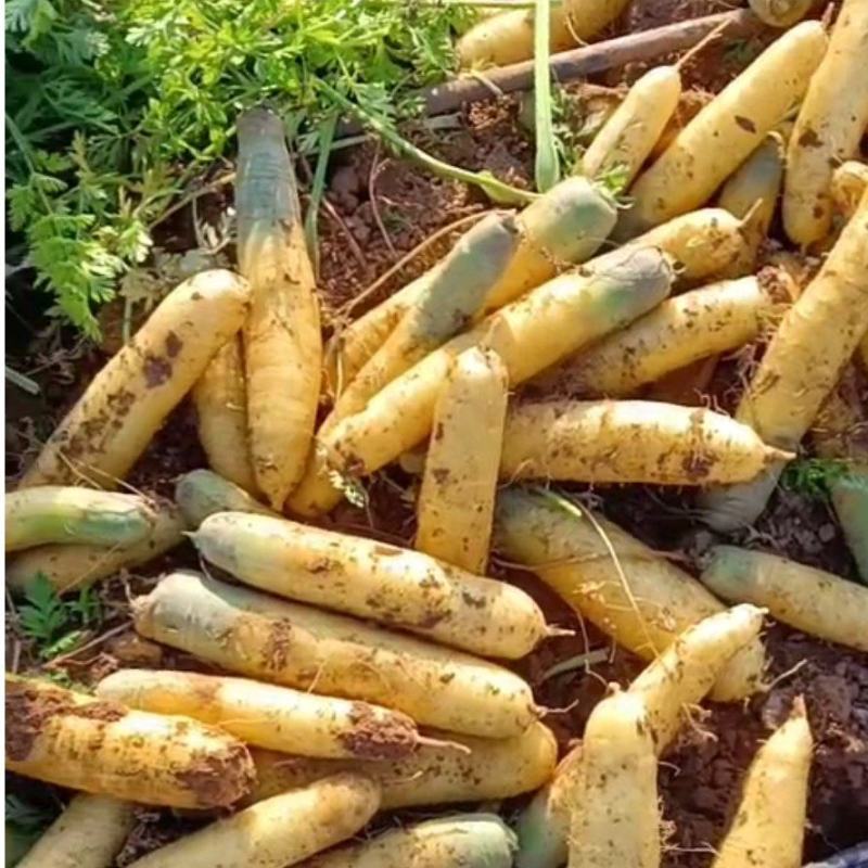 黄胡罗卜