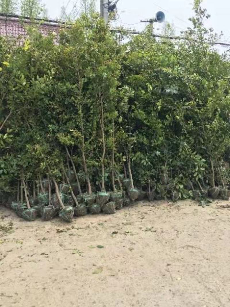 蚊母树苗