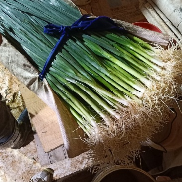云南白蒜苗