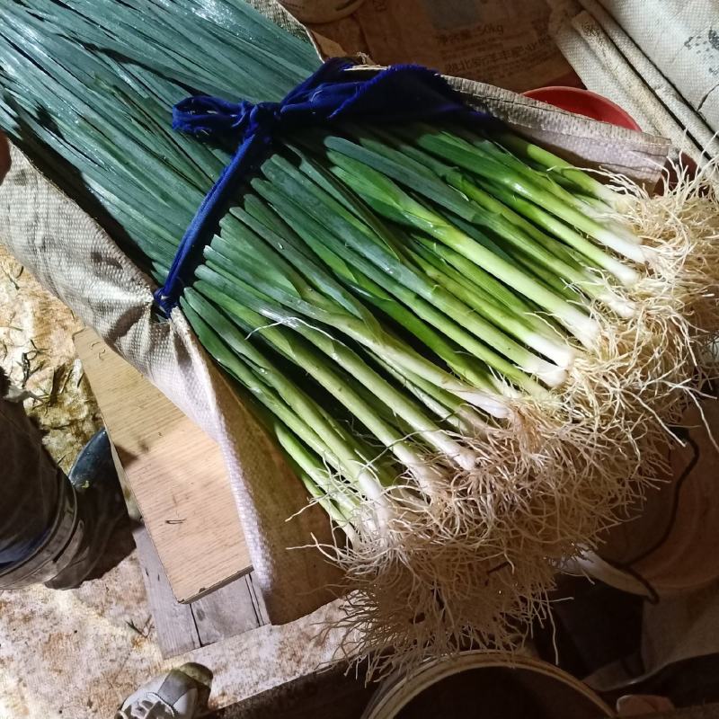云南白蒜苗