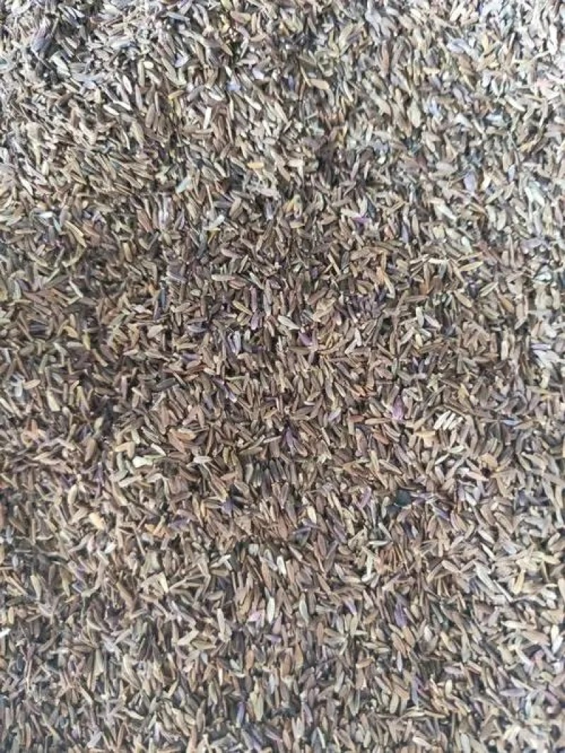 荷兰菊种子宿根多年生花卉种子耐干旱耐寒可做地被景观绿化