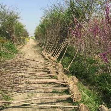 桃树
