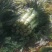 红叶莴笋