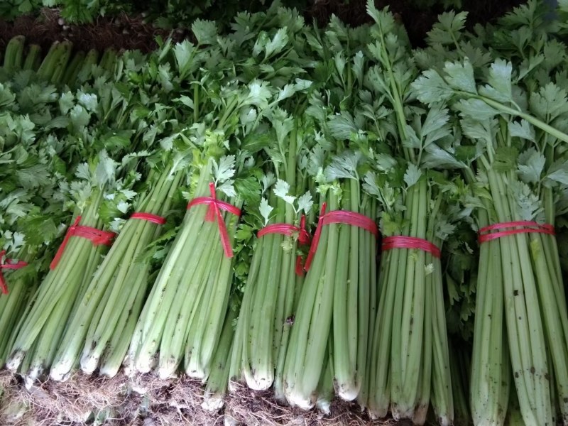 玻璃翠芹菜售卖中，欢迎各位老板前来选购，高度60-70