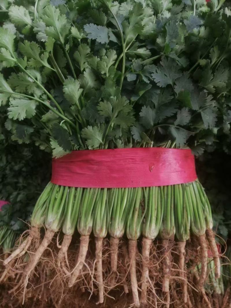 香菜，聊城铁杆青香菜一级。现货供应链，市场营销，电商平台