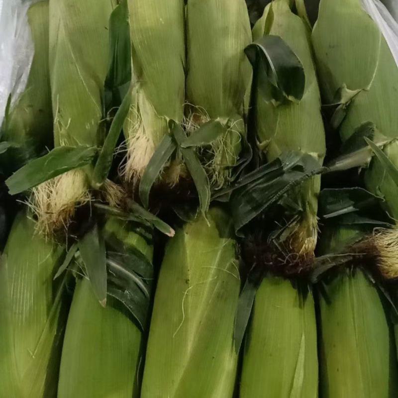 黄白水果玉米