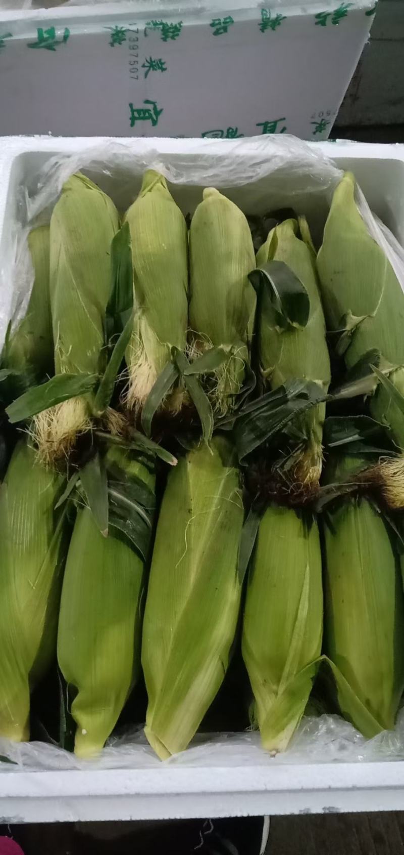 黄白水果玉米