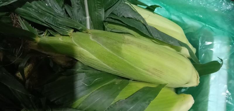黄白水果玉米