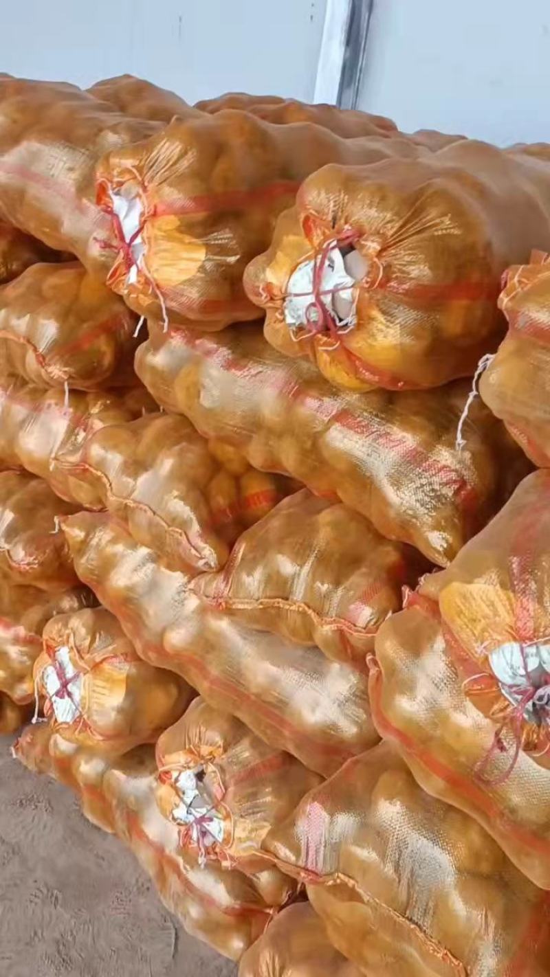 青薯9号精品土豆，4两起步一手货源，基地直发
