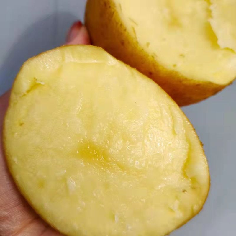青薯9号精品土豆，4两起步一手货源，基地直发