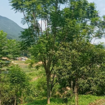 15到16公分蓝花楹种植基地各种规格苗农直销现货批发