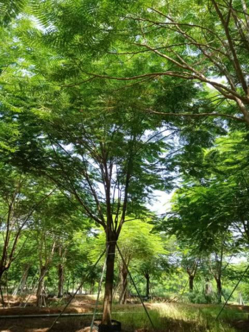 15到16公分蓝花楹种植基地各种规格苗农直销现货批发