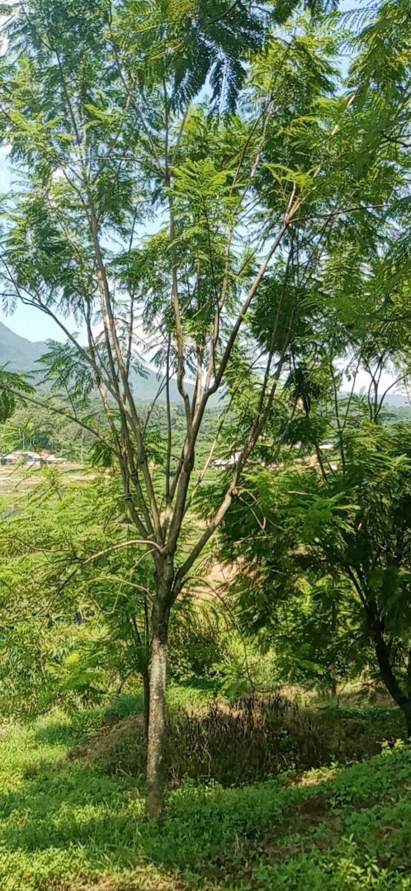 15到16公分蓝花楹种植基地各种规格苗农直销现货批发
