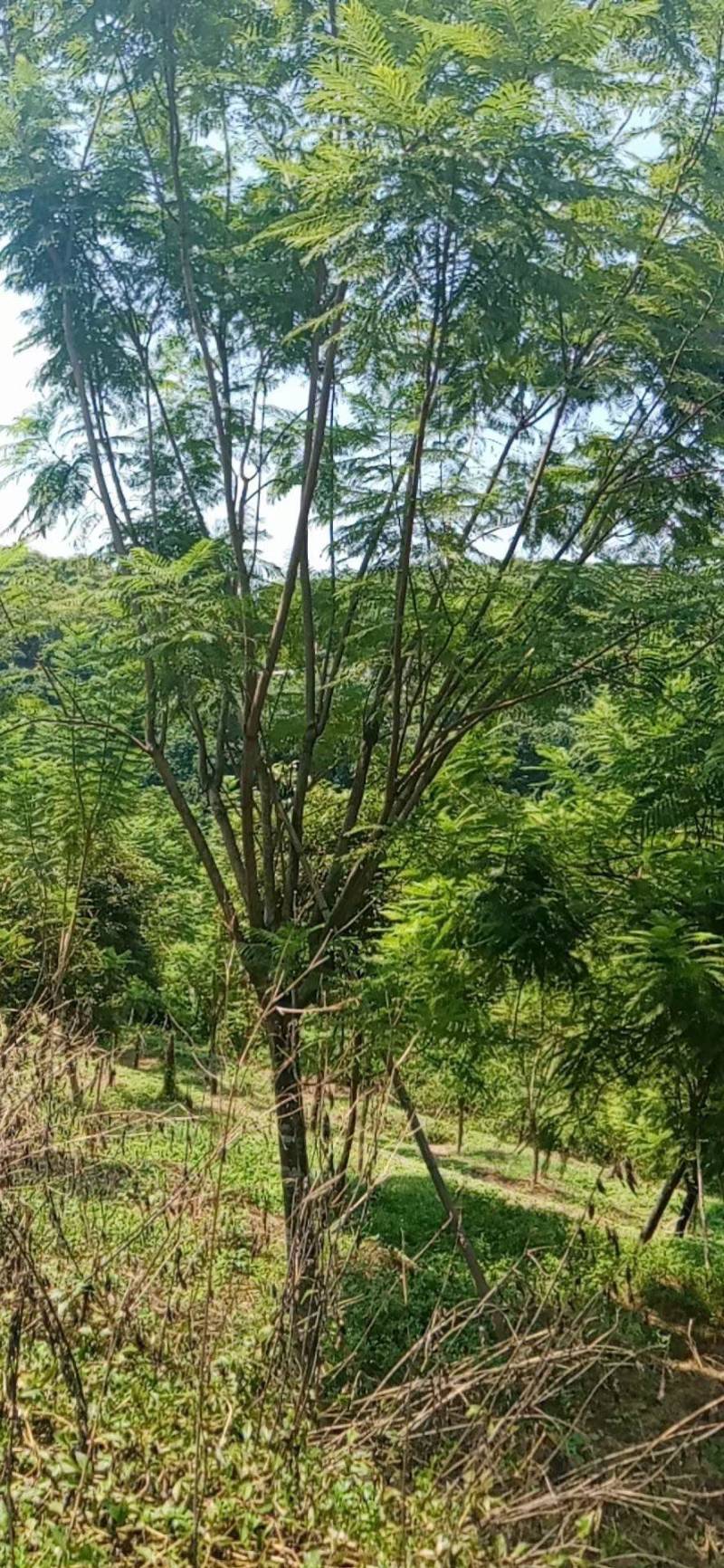 15到16公分蓝花楹种植基地各种规格苗农直销现货批发