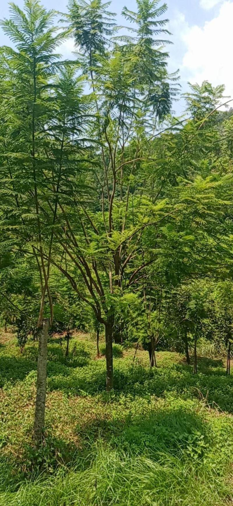 15到16公分蓝花楹种植基地各种规格苗农直销现货批发