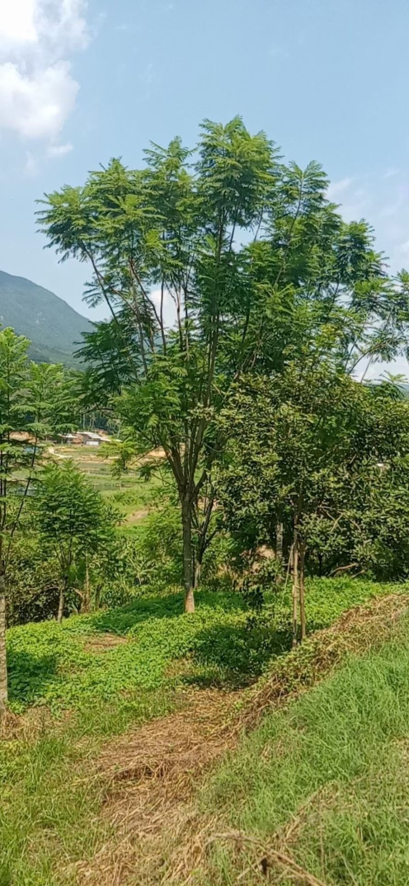 15到16公分蓝花楹种植基地各种规格苗农直销现货批发