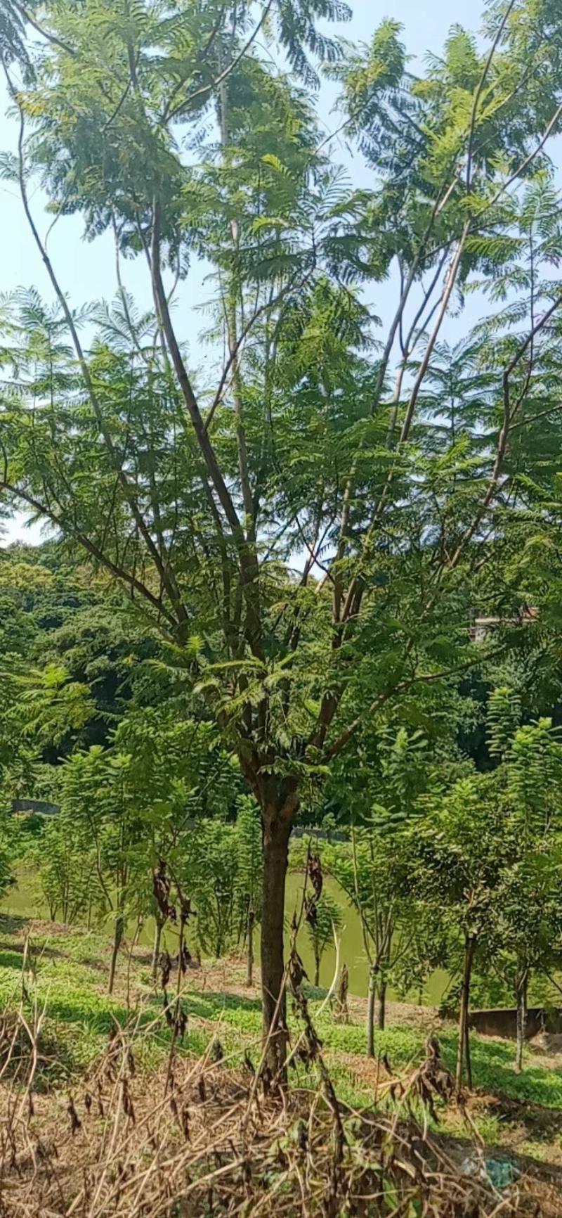 15到16公分蓝花楹种植基地各种规格苗农直销现货批发