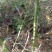 菜架竹(彩旗杆)