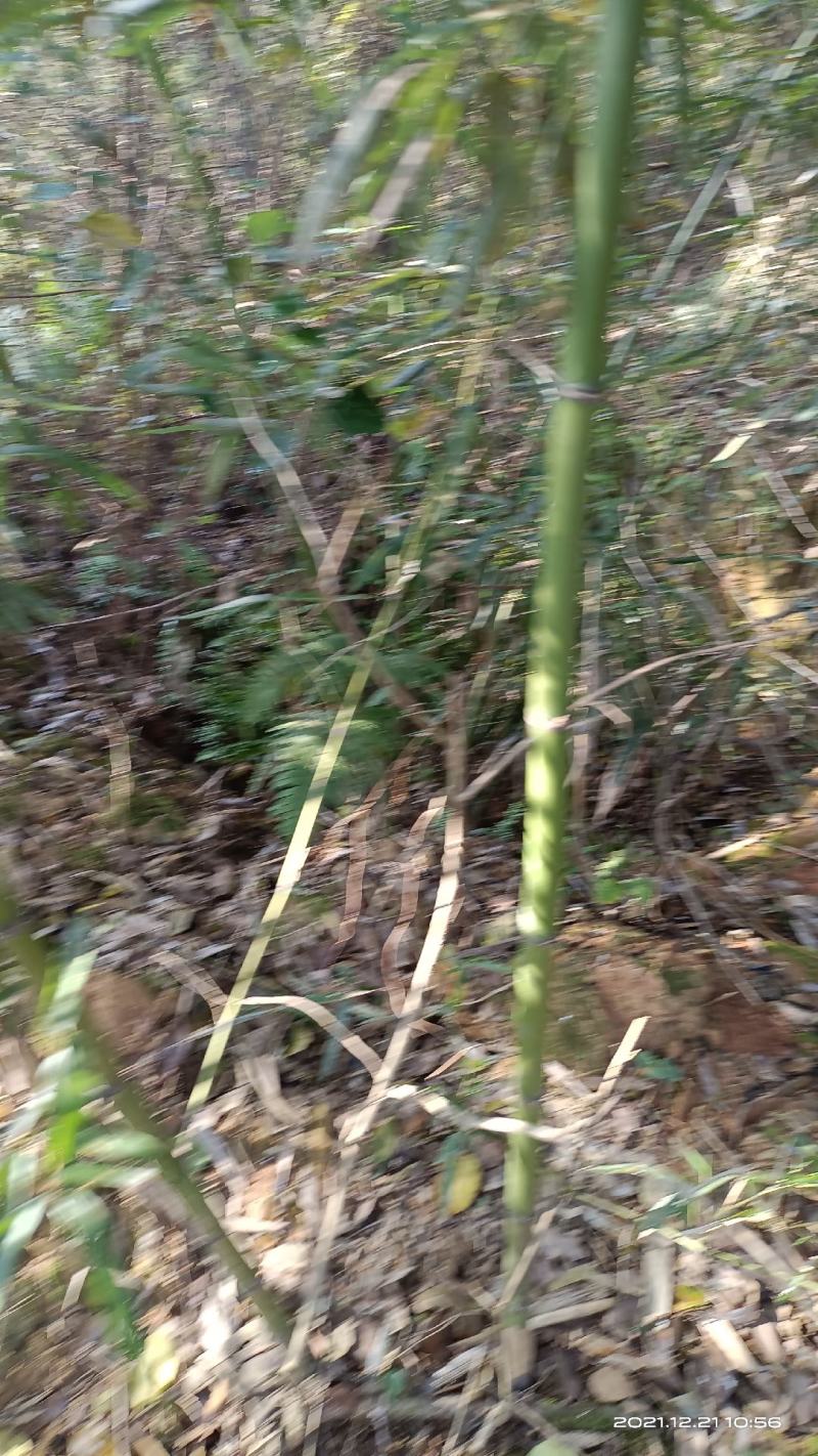 菜架竹(彩旗杆)