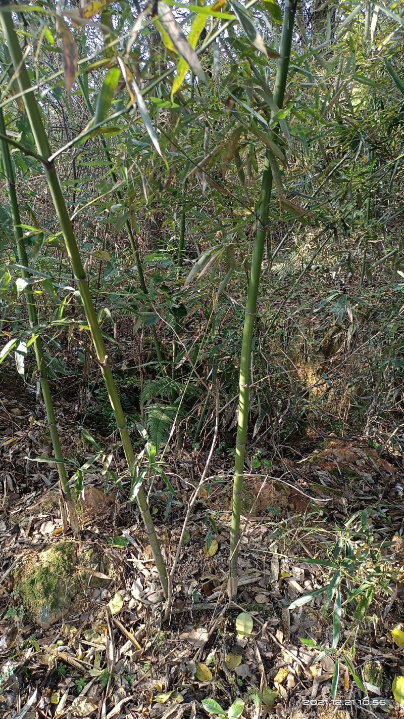 菜架竹(彩旗杆)