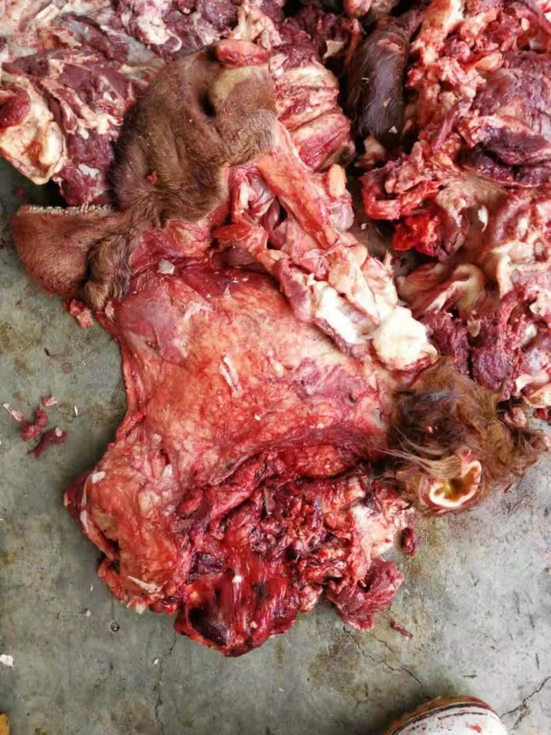 山东省阳信生牛头肉去皮去骨可煮酱，多少会有小骨头