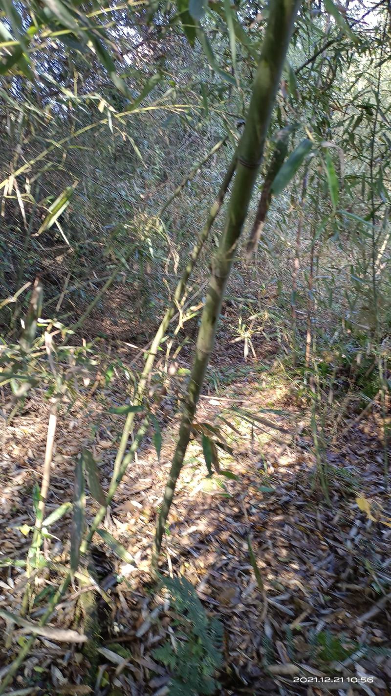 菜架竹(彩旗杆)