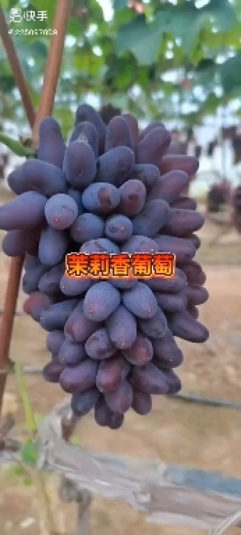 家林葡萄苗繁育合作社，全部生茬地