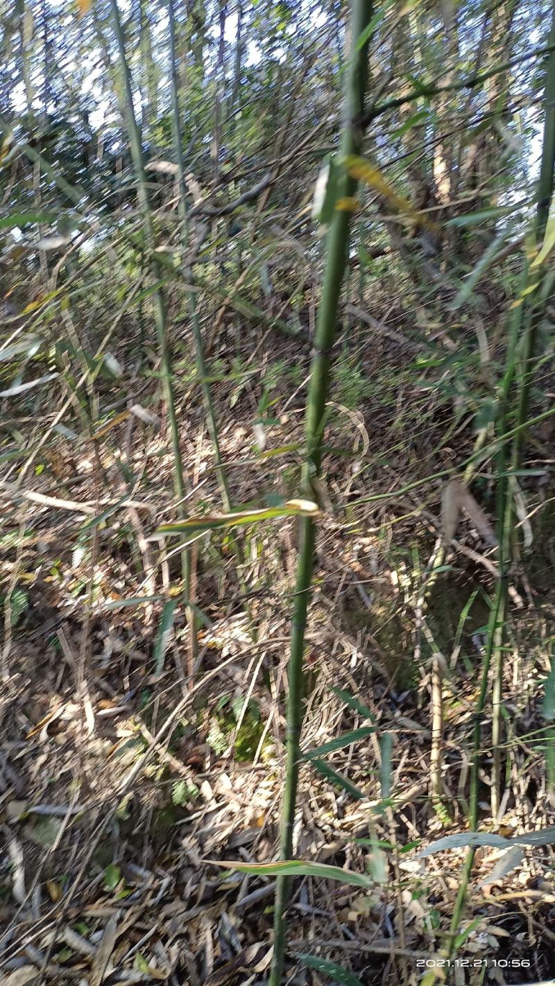 菜架竹(彩旗杆)