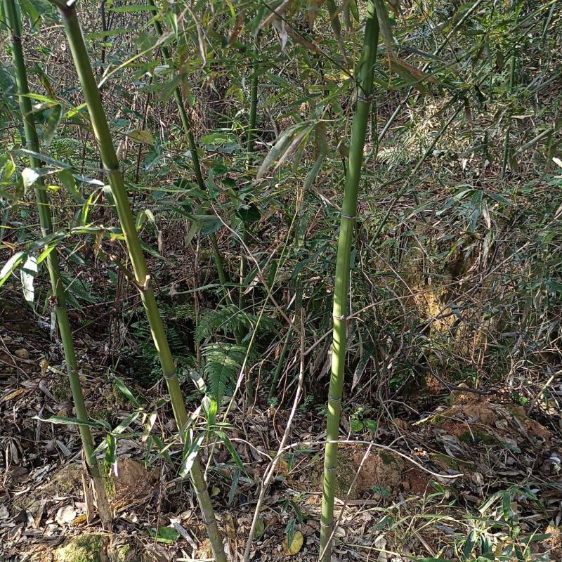 菜架竹(彩旗杆)