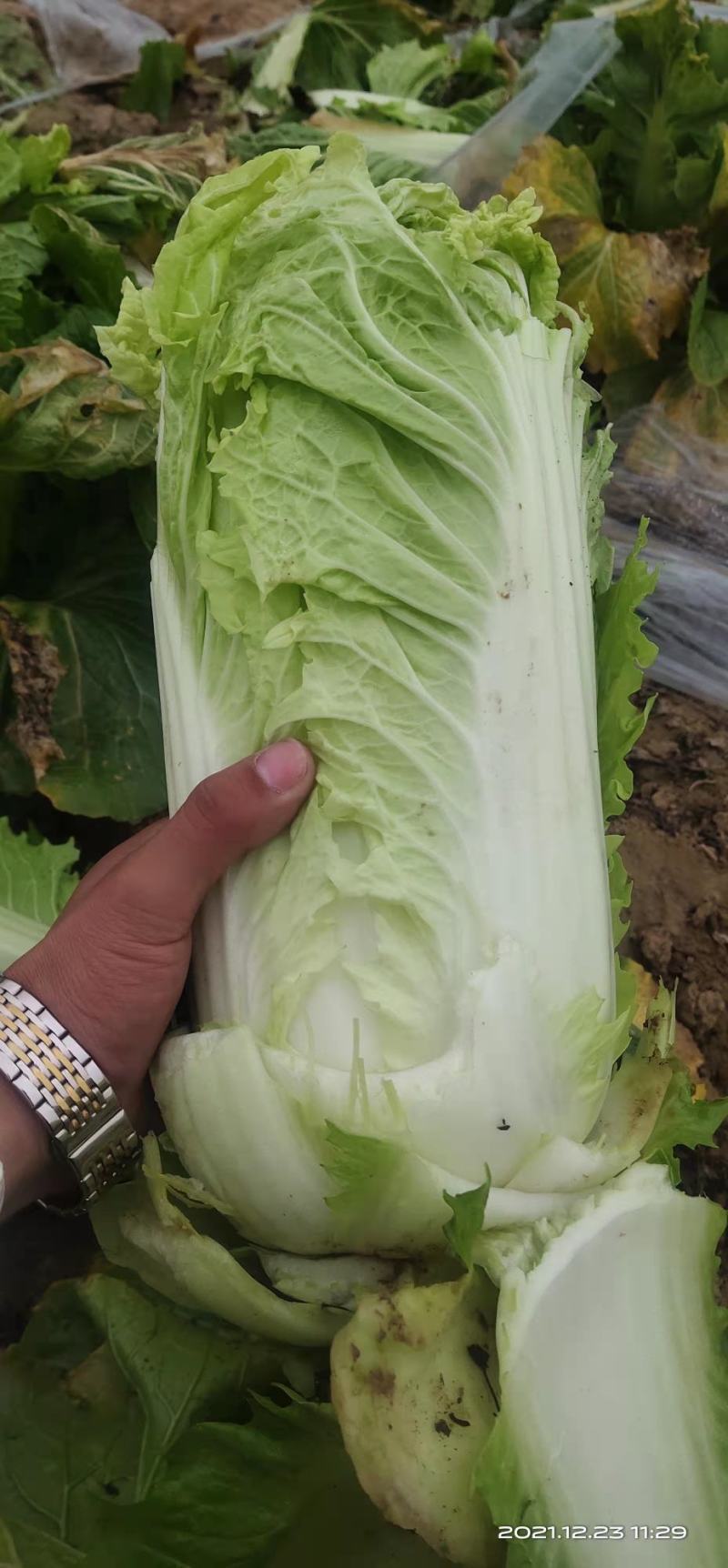 白菜产地直发