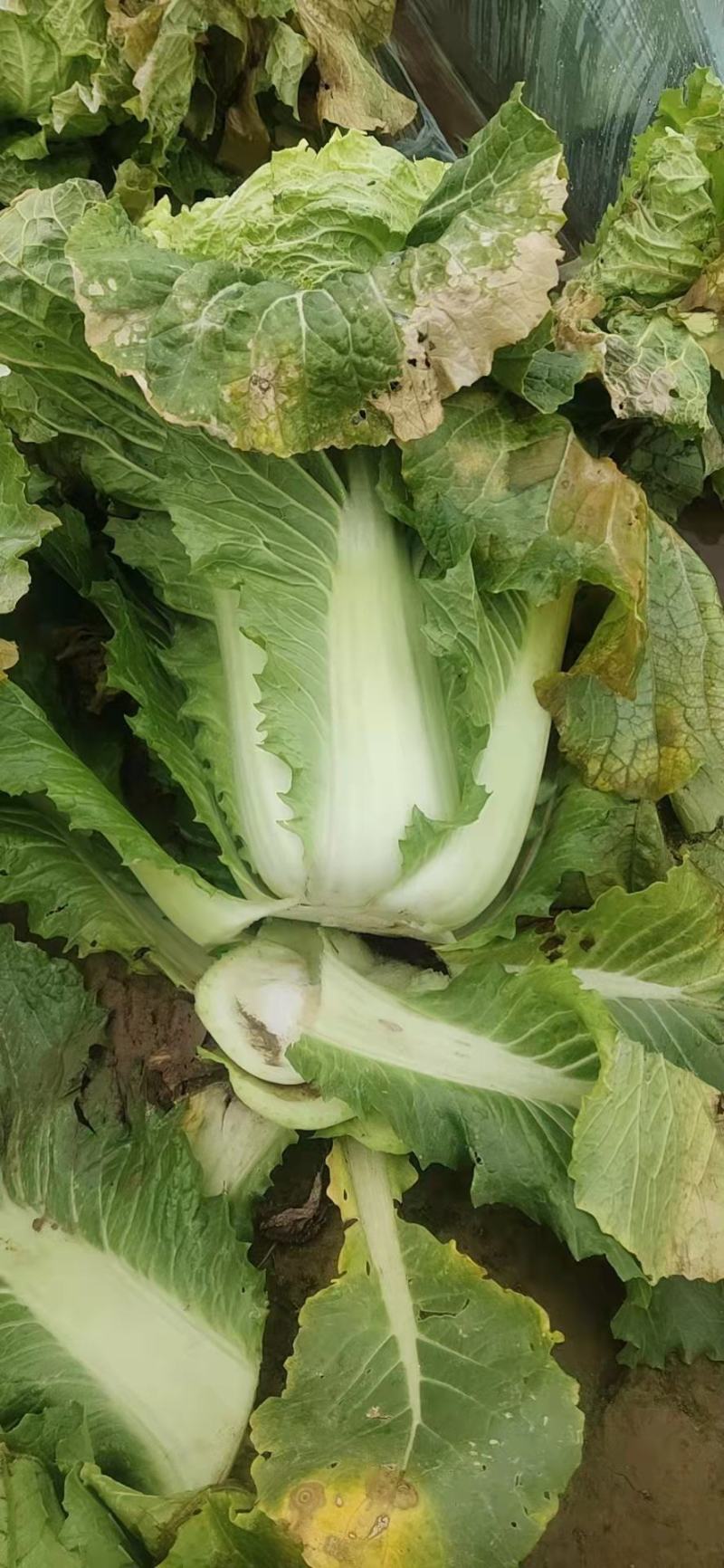 白菜产地直发