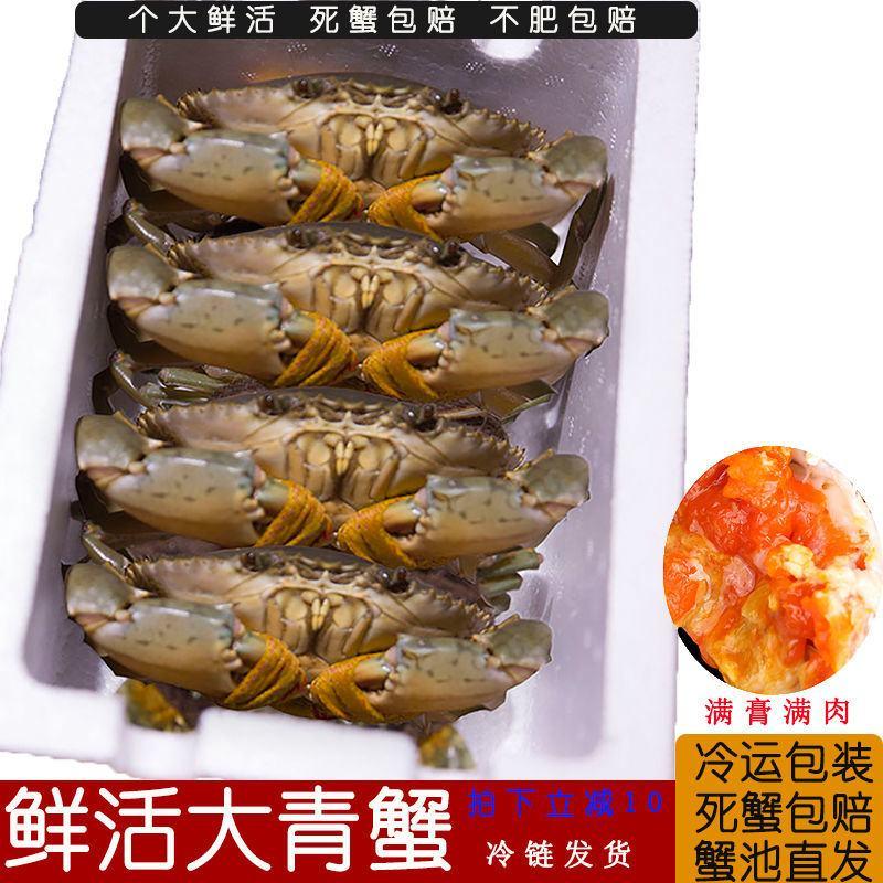 三门青蟹鲜活海鲜水产大红膏蟹海蟹特产公母螃蟹满黄整箱包邮