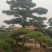 【精选】造型黑松造型油松造型景观松迎客松（假植树）