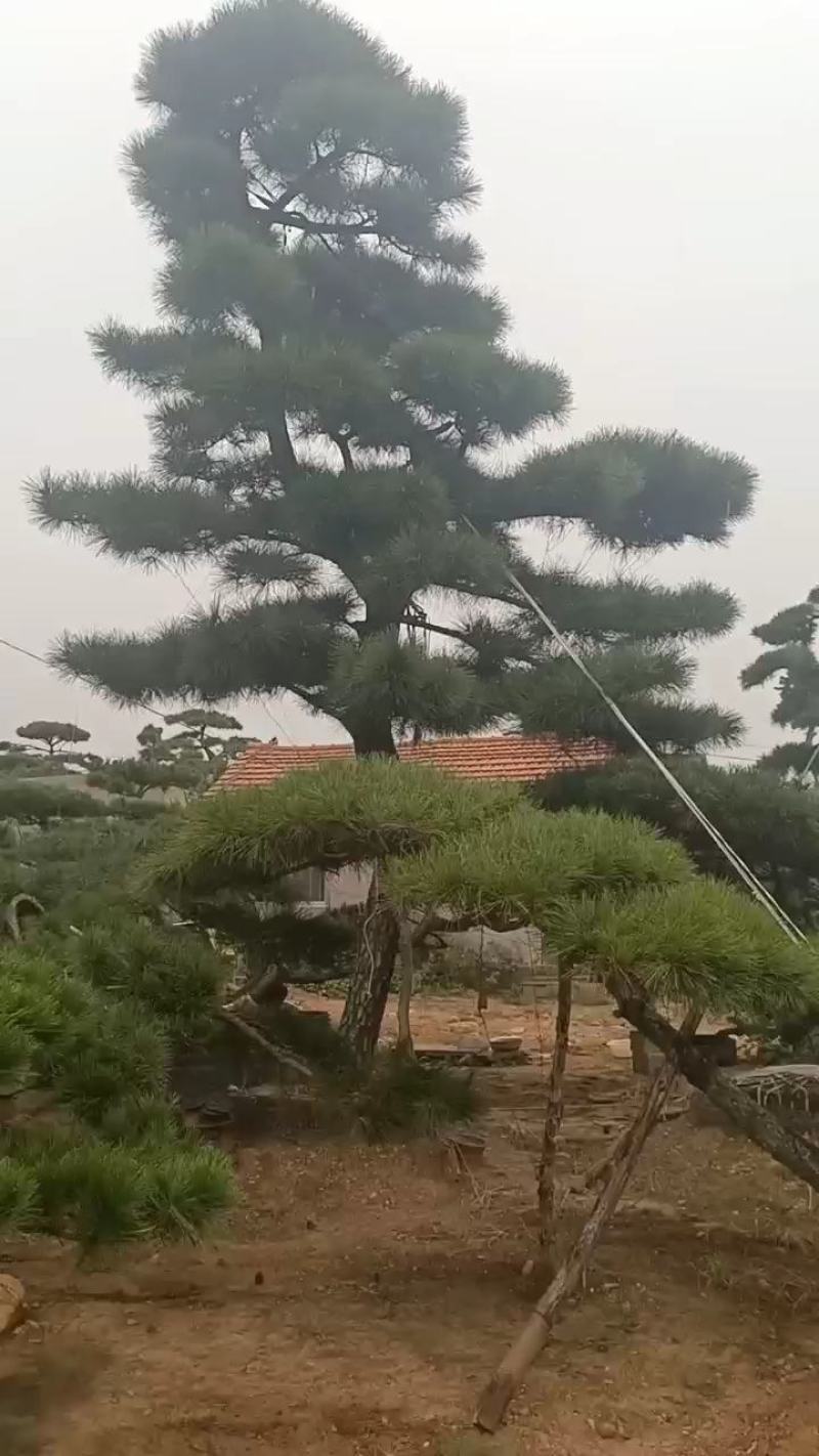 【精选】造型黑松造型油松造型景观松迎客松（假植树）