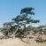 【精选】造型黑松造型油松造型景观松迎客松（假植树）
