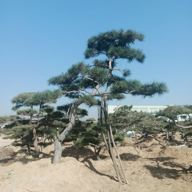 【精选】造型黑松造型油松造型景观松迎客松（假植树）