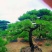 【精选】造型黑松造型油松造型景观松迎客松（假植树）