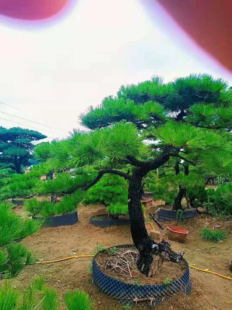 【精选】造型黑松造型油松造型景观松迎客松（假植树）
