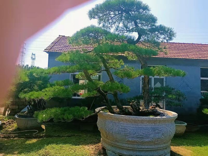 【精选】造型黑松造型油松造型景观松迎客松（假植树）