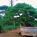 【精选】造型黑松造型油松造型景观松迎客松（假植树）
