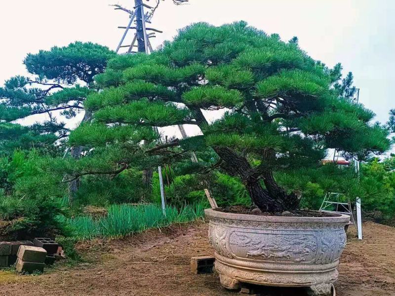 【精选】造型黑松造型油松造型景观松迎客松（假植树）