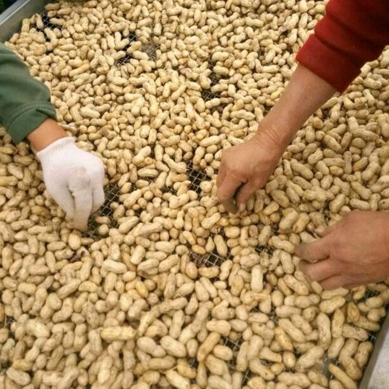 【精选】鲜花生，鲁花8号沙土花生，产地供应，一手货源